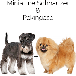 Schnekingese Dog